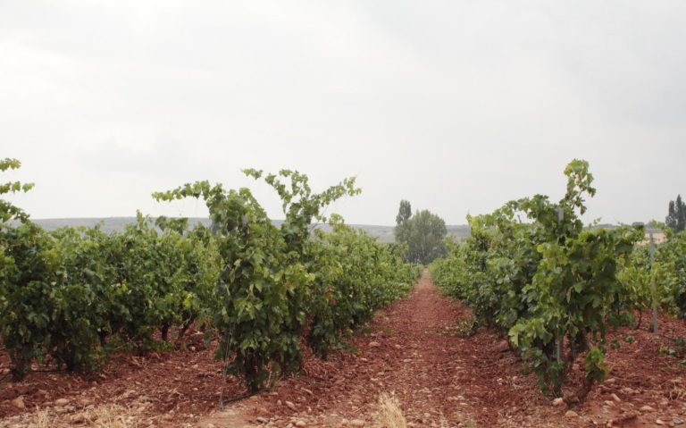 Rows of vines on red soil in La Rioja